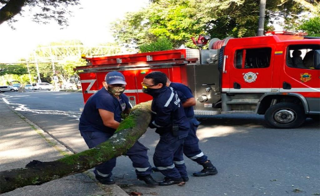 Árboles viejos, una trampa mortal en Ibagué