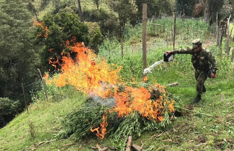 Cultivaban y vendían Marihuana, sin ningún problema