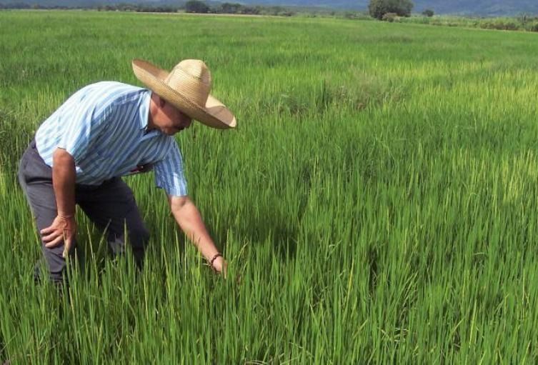 Fortalecer al sector agrícola para generar empleo en el Tolima
