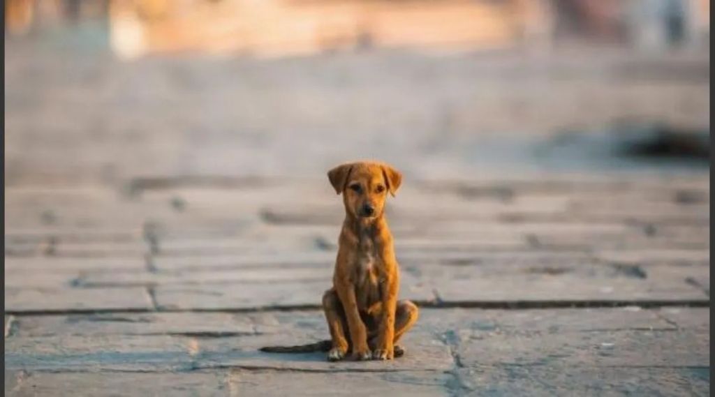 Aumentó abandono de  mascotas en pandemia