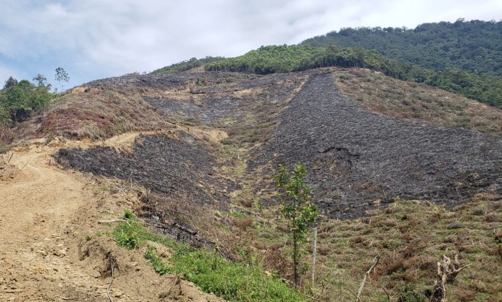 Tala de al menos 30 árboles en la vereda El Gallo, en el Cañón del Combeima