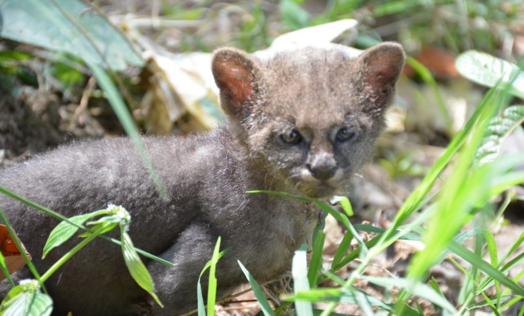 Cría de puma Jaguarundí rescatada en zona rural de Alvarado