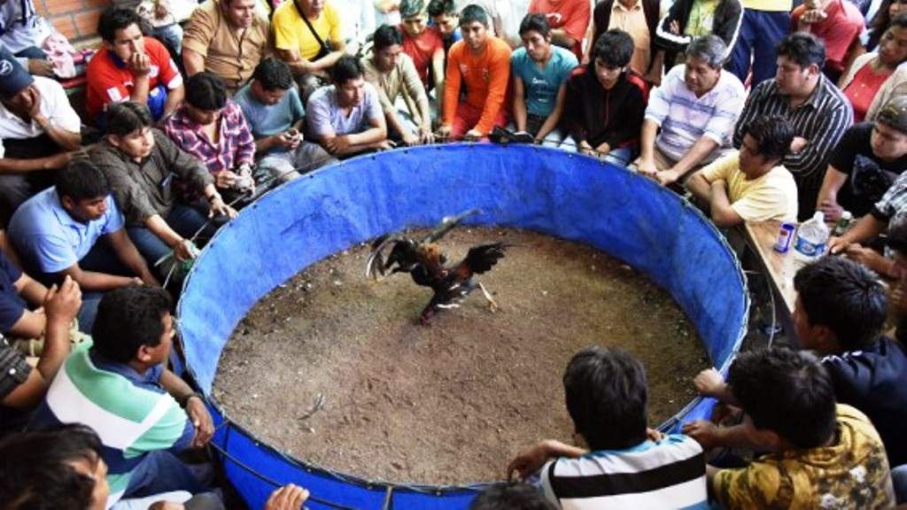 Pelea de gallos terminó en masacre en Planadas Tolima