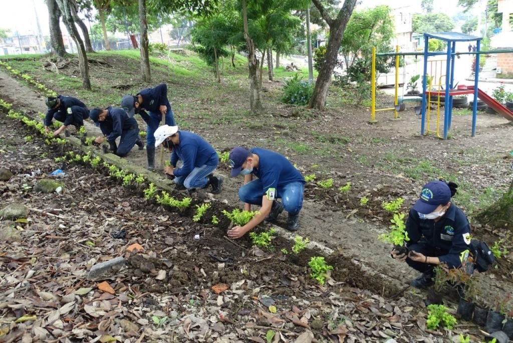 Alcaldía sembró más de 1.200 plantas en las comunas de Ibagué.