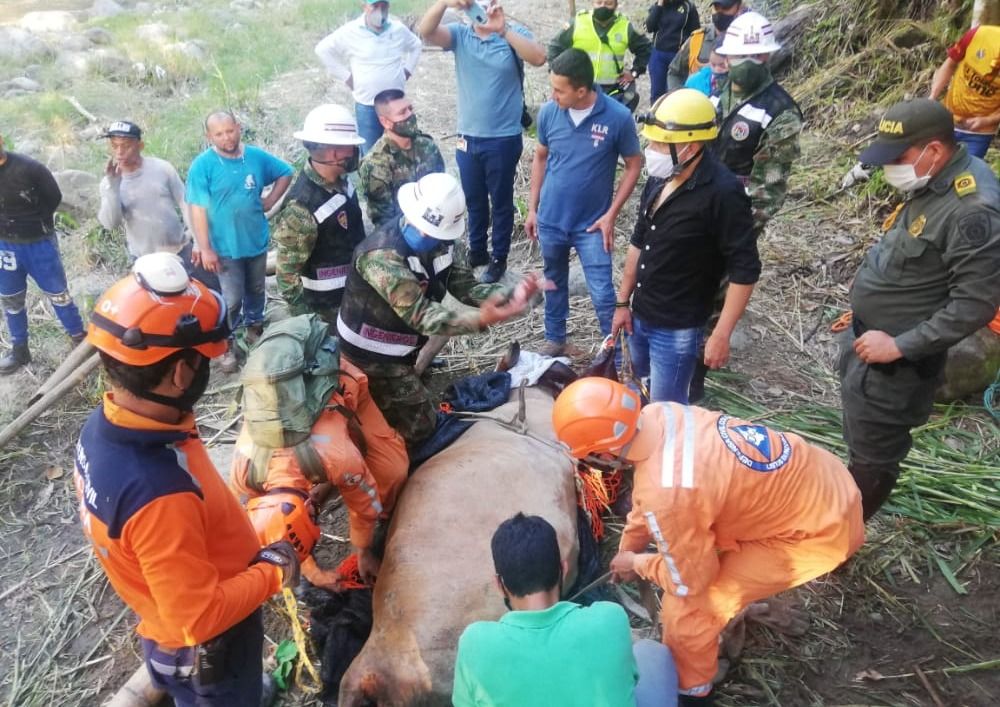 Toda la historia detrás del rescate de la vaca Martina