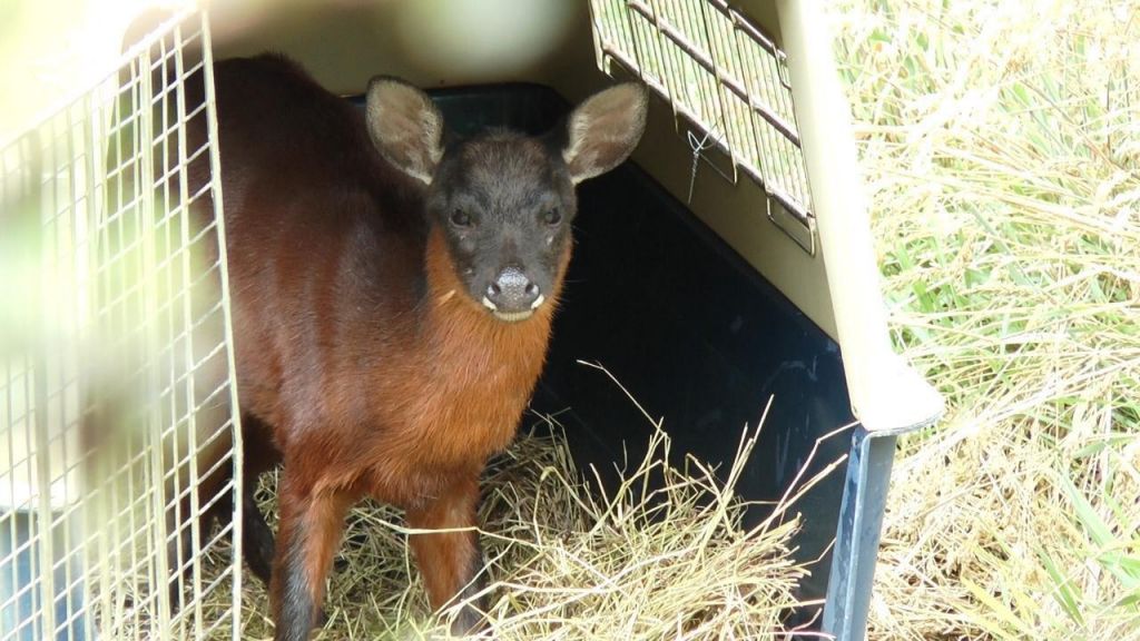 Venado de páramo regresa a su hábitat natural tras ser rescatado por ciudadanos