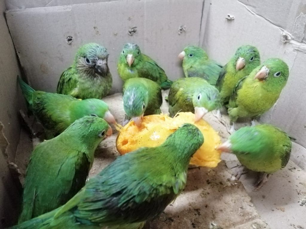 Policía detiene mujer por comercializar loros y pericos