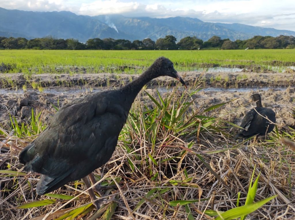 Liberadas dos garzas negras en zona aledaña a Ibagué