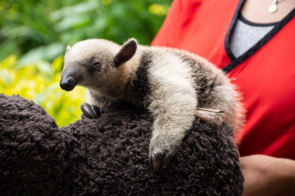 Rescatado Hormiguero infante (Tamandua mexicana) en el municipio de San Luis