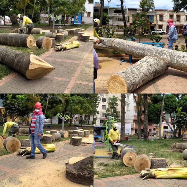 Arboricidio de 'Palmas Botella' en el parque de Belén de Ibagué