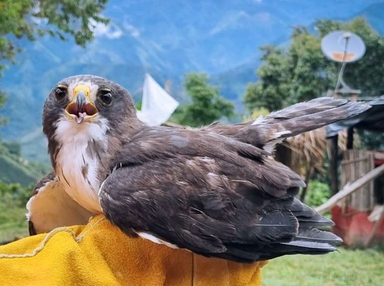 Dos niños del municipio de Chaparral salvaron la vida de un águila cola corta