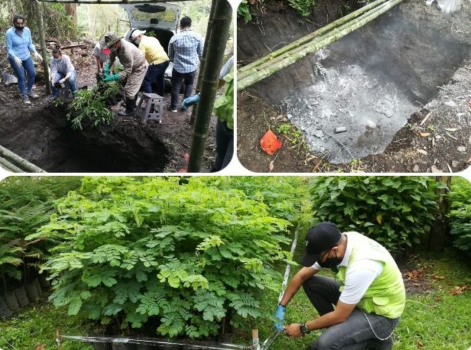 ICA selló dos viveros de Cortolima, por problemas de sanidad