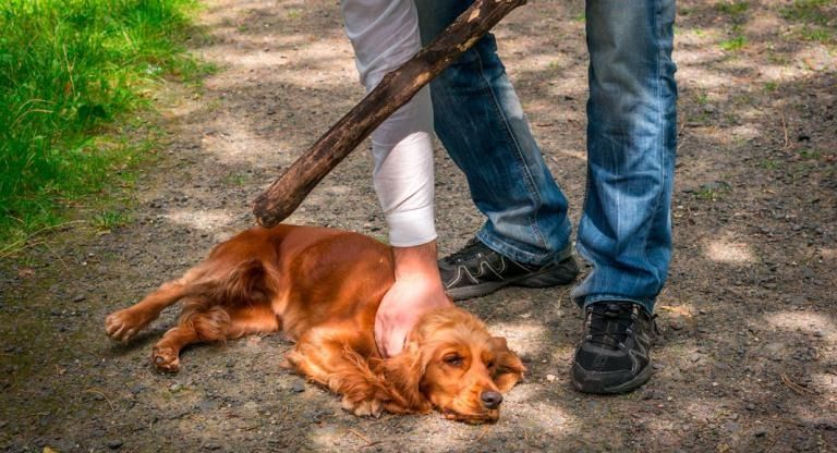 Hombre golpeó a comerciante y su mascota, ahora será procesados