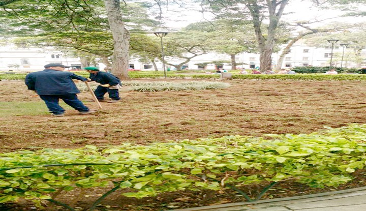 Alcaldía daña zona verde plaza de Bolívar arreglada hace poco