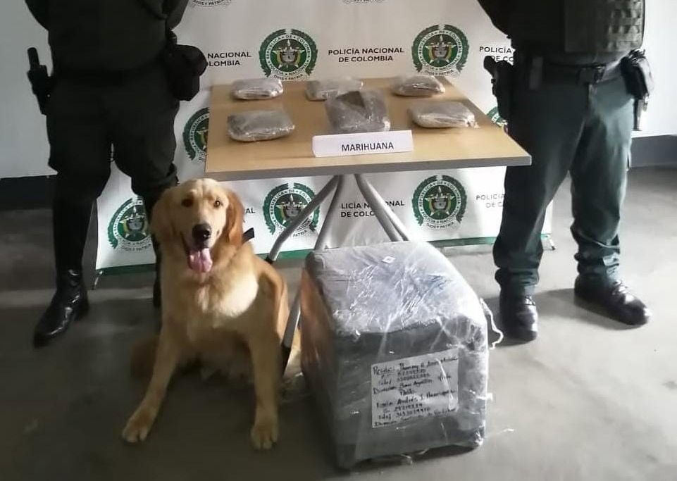 El agente canino más efectivo que tiene la policía metropolitana de Ibagué